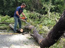 Best Tree Maintenance Programs  in Zephyrhills West, FL