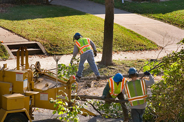 Best Tree Disease Treatment  in Zephyrhills West, FL