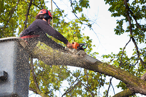 Trusted Zephyrhills West, FL Tree Care Services Experts