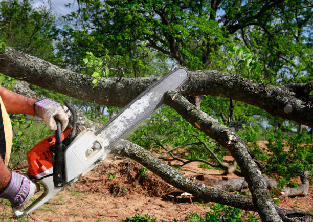 How Our Tree Care Process Works  in  Zephyrhills West, FL